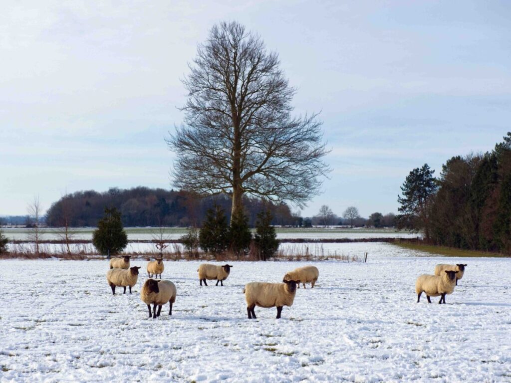 Heerlijk Landleven Winter Wonderfair in Assen